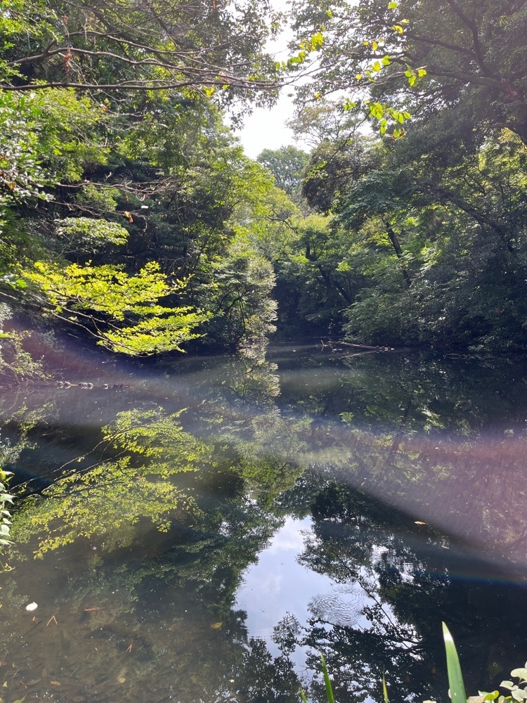 MakiMatsumuraさんが投稿した国立科学博物館附属自然教育園に関する口コミの画像
