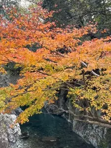 魔林峡