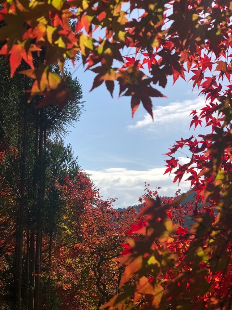 nicanさんが投稿した湯の花温泉に関する口コミの画像