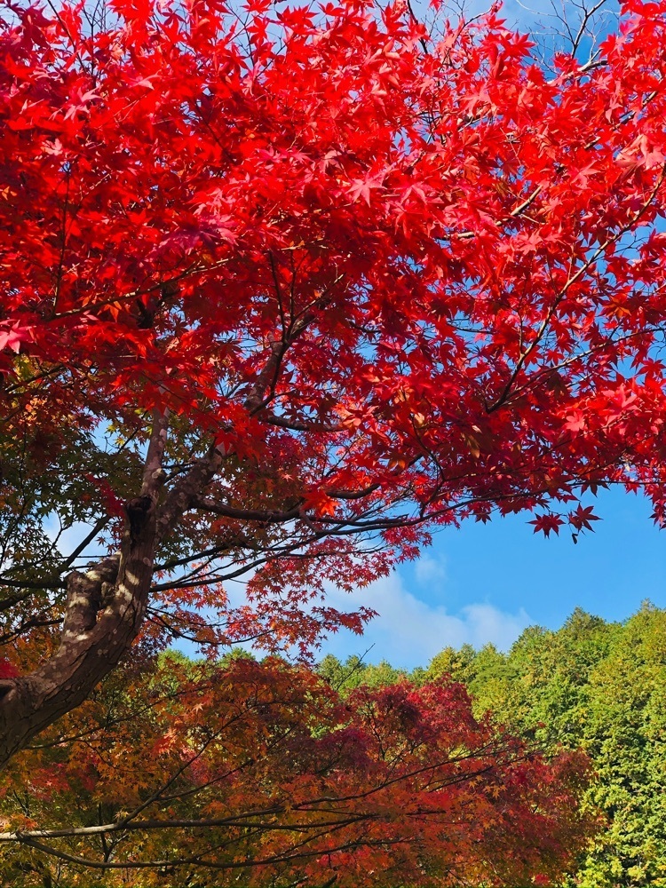 nicanさんが投稿した湯の花温泉に関する口コミの画像