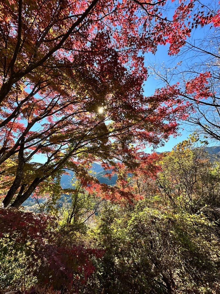 からっ風②さんが投稿した城峯公園に関する口コミの画像
