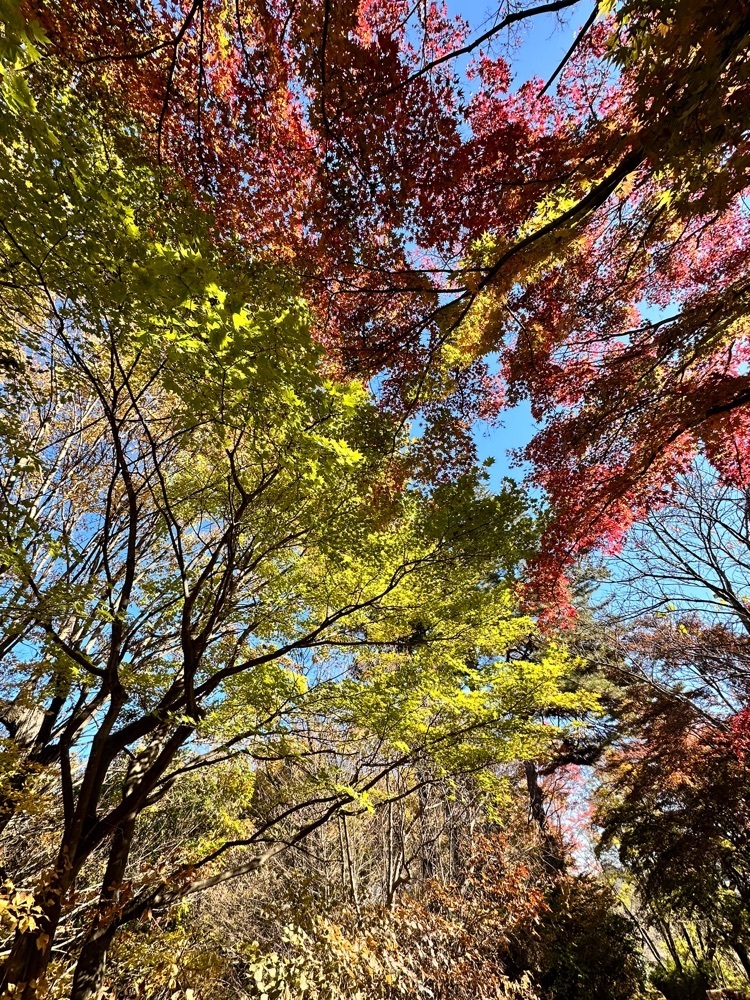 からっ風②さんが投稿した城峯公園に関する口コミの画像