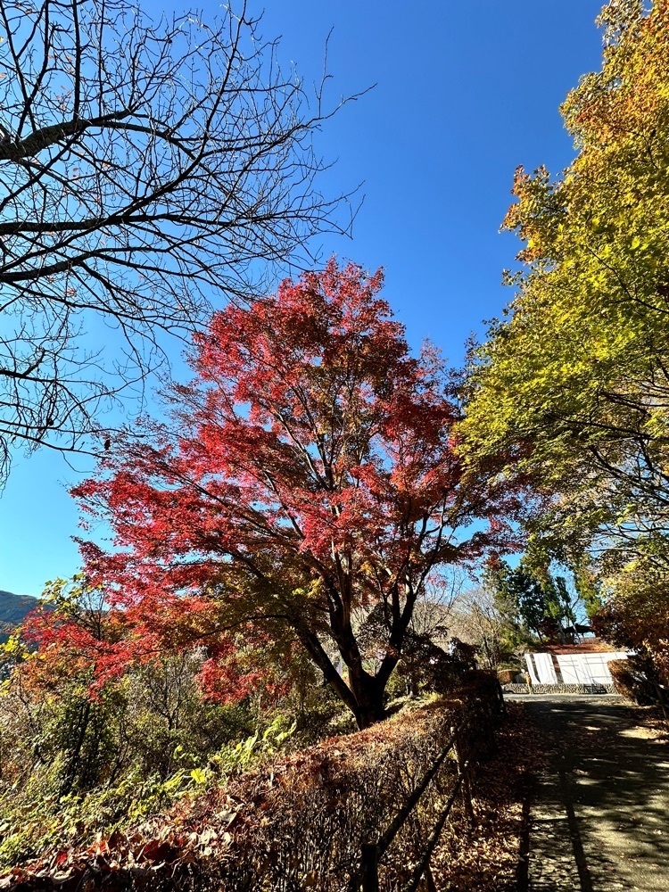 からっ風②さんが投稿した城峯公園に関する口コミの画像