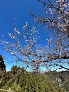 城峯公園の冬桜