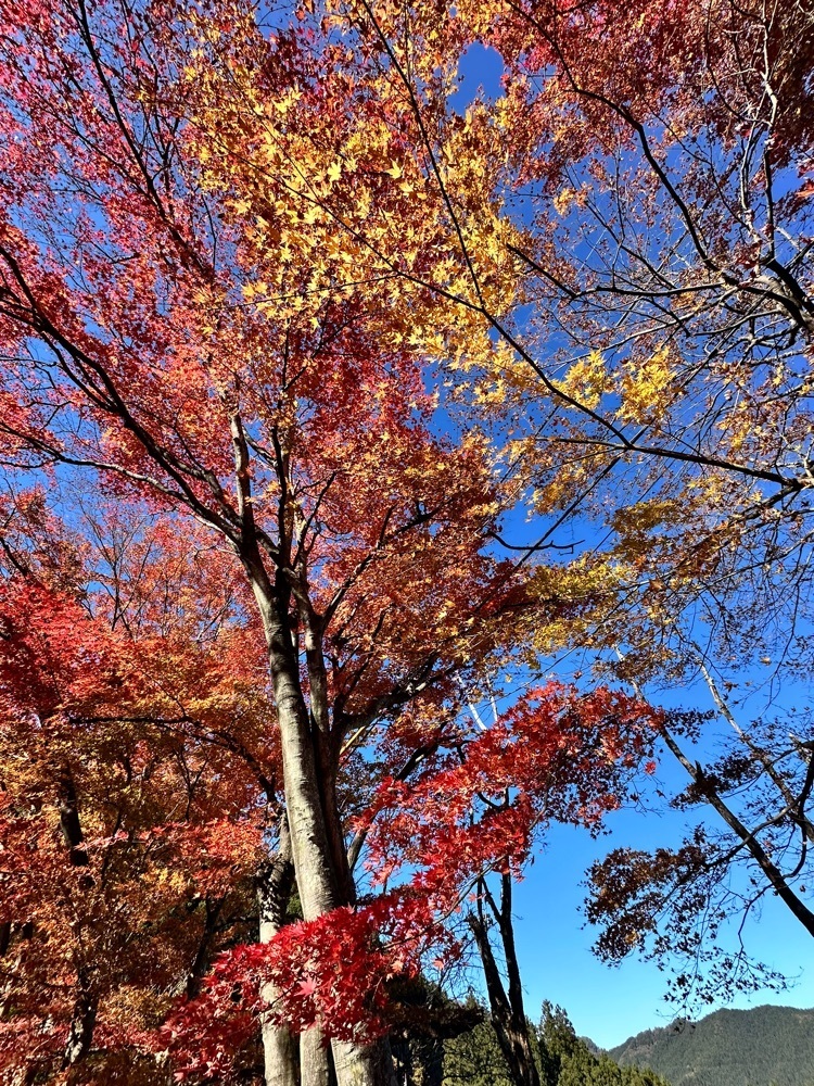 からっ風②さんが投稿した城峯公園の冬桜に関する口コミの画像