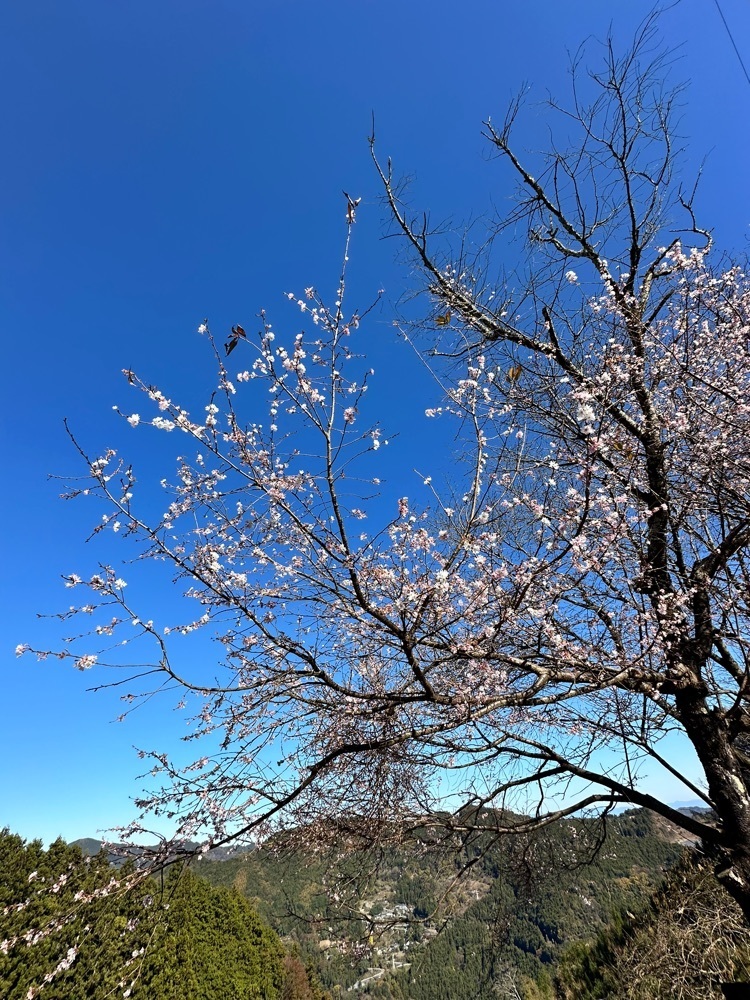 からっ風②さんが投稿した城峯公園の冬桜に関する口コミの画像