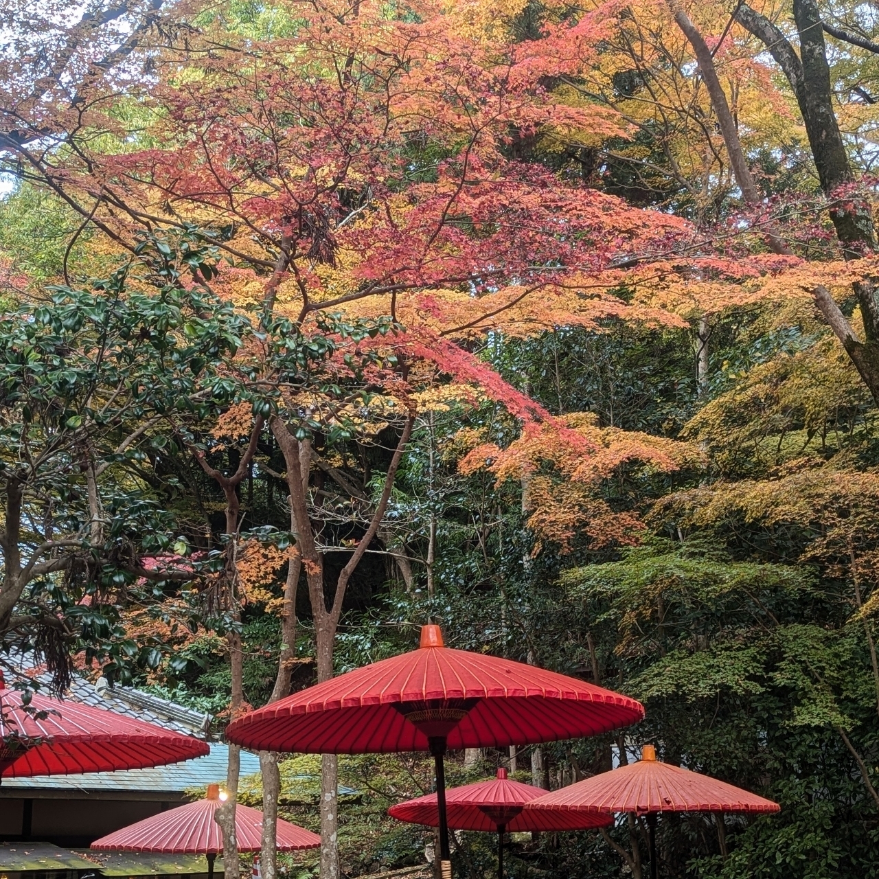 alpha4201さんが投稿した瑞宝寺公園に関する口コミの画像