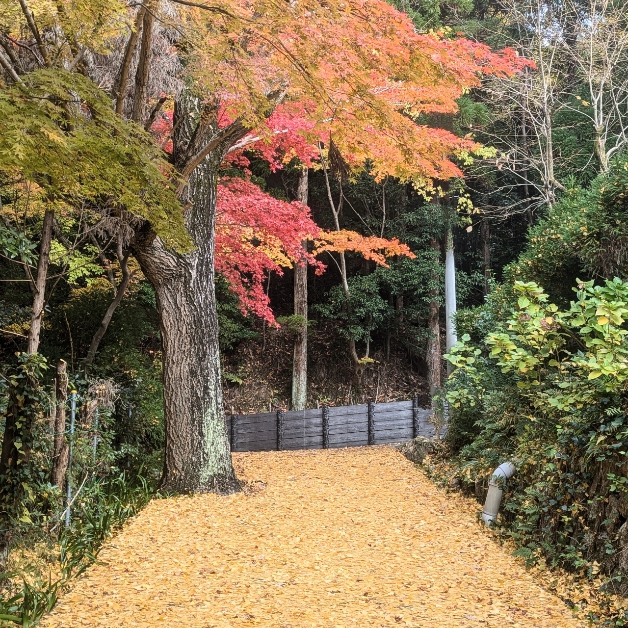 alpha4201さんが投稿した瑞宝寺公園に関する口コミの画像