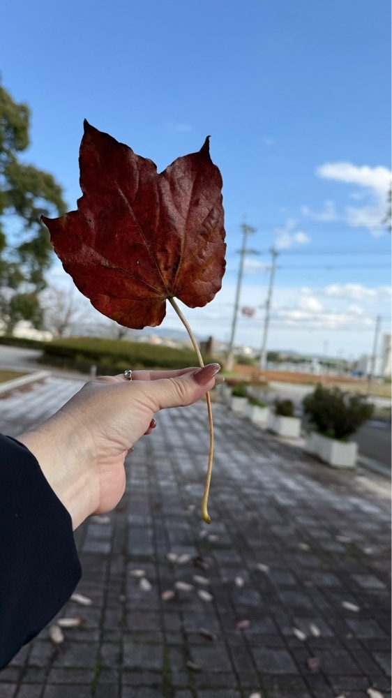 ぺたこ♡さんが投稿した播磨中央公園に関する口コミの画像