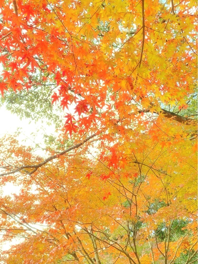 兎きちさんが投稿した青井岳温泉に関する口コミの画像