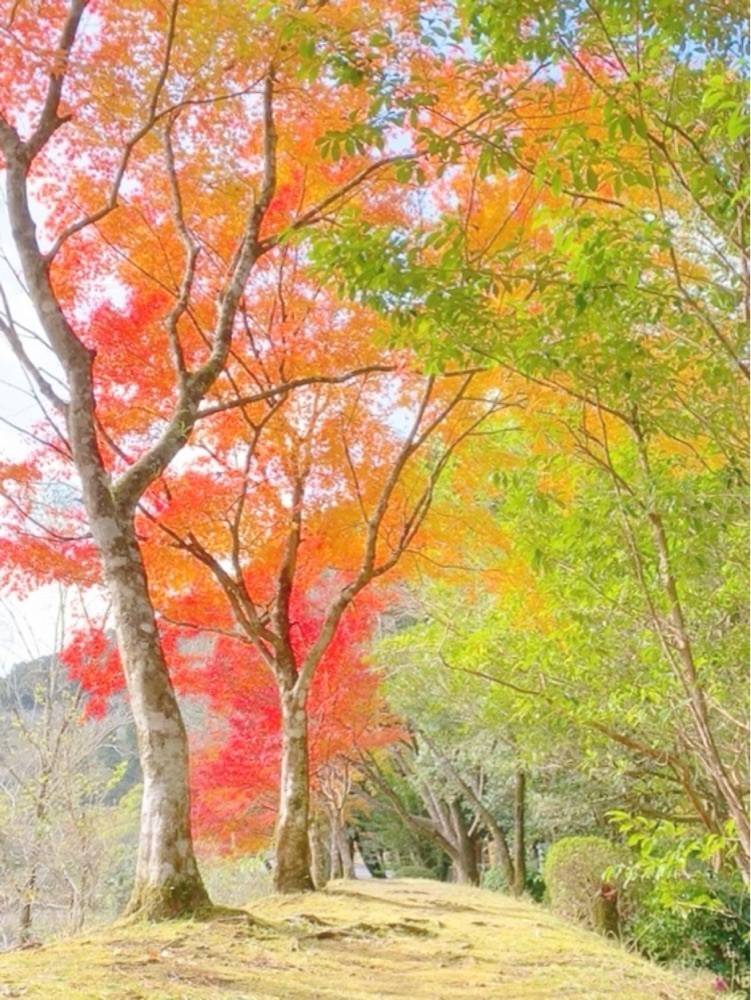 兎きちさんが投稿した青井岳温泉に関する口コミの画像