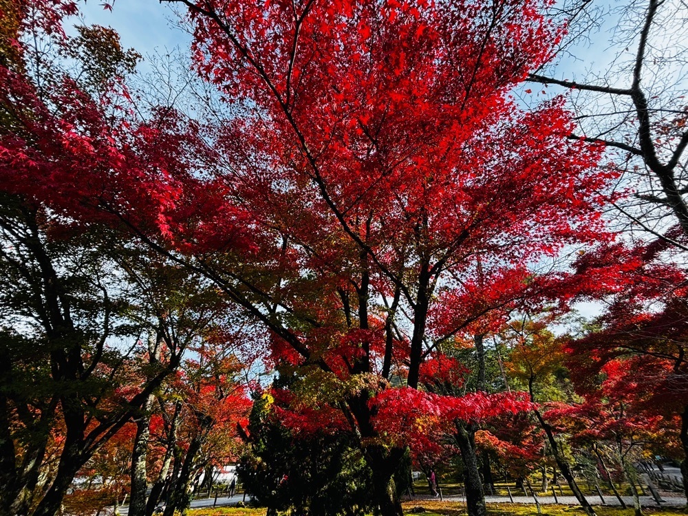 みーなさんが投稿した南禅寺の紅葉に関する口コミの画像