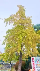 水城公園