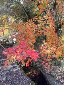 藤江氏魚楽園