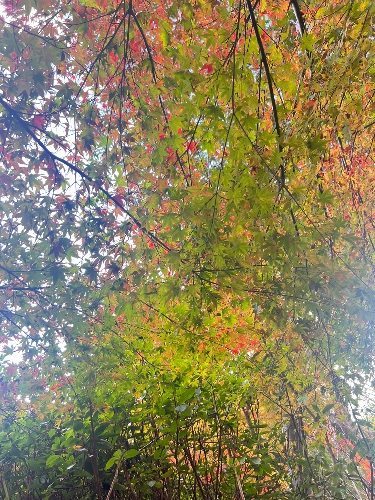 r_Rhapsodyさんが投稿した藤江氏魚楽園に関する口コミの画像