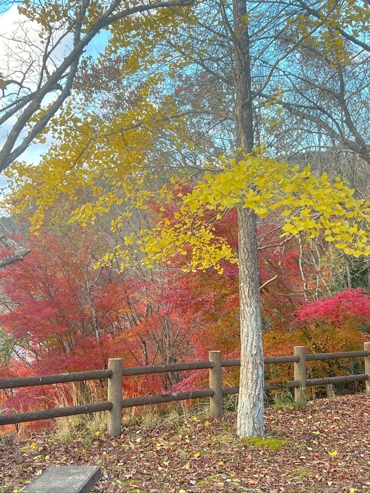 r_Rhapsodyさんが投稿した油木ダム湖に関する口コミの画像