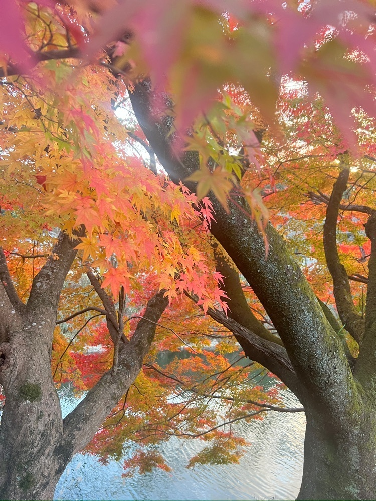 r_Rhapsodyさんが投稿した油木ダム湖に関する口コミの画像