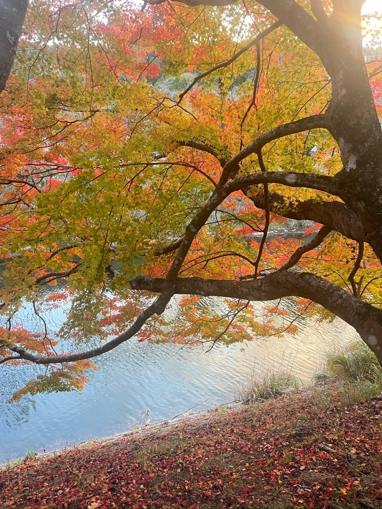 r_Rhapsodyさんが投稿した油木ダム湖に関する口コミの画像