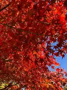 山梨県立博物館
