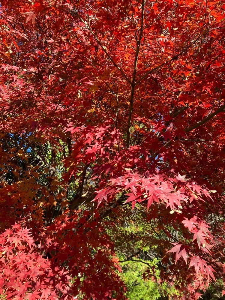 Nさんが投稿した山梨県立博物館に関する口コミの画像