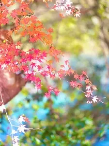 鎌北湖の紅葉