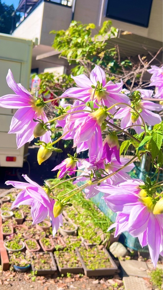 miiさんが投稿した鎌北湖の紅葉に関する口コミの画像