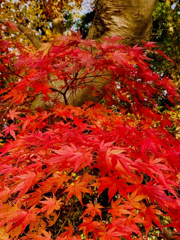Musashiさんが投稿した輪王寺に関する口コミの画像