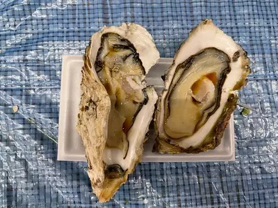 鮮魚 魚範