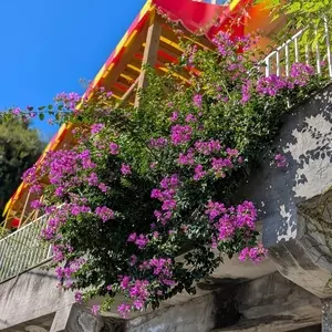 展望レトロ喫茶桃山館