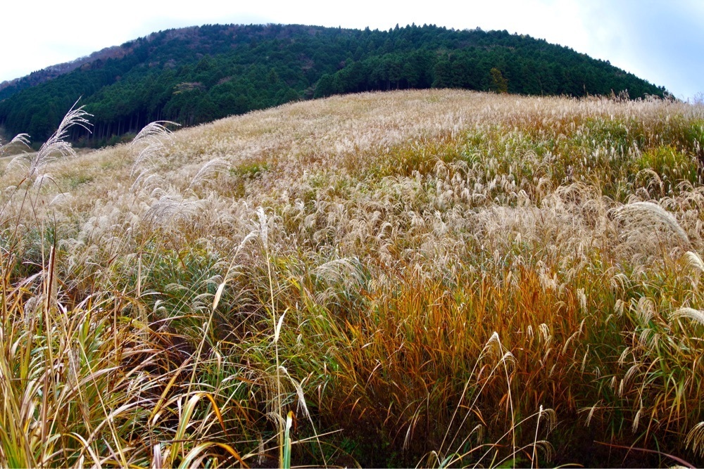 ビンカさんが投稿した仙石原茶屋に関する口コミの画像