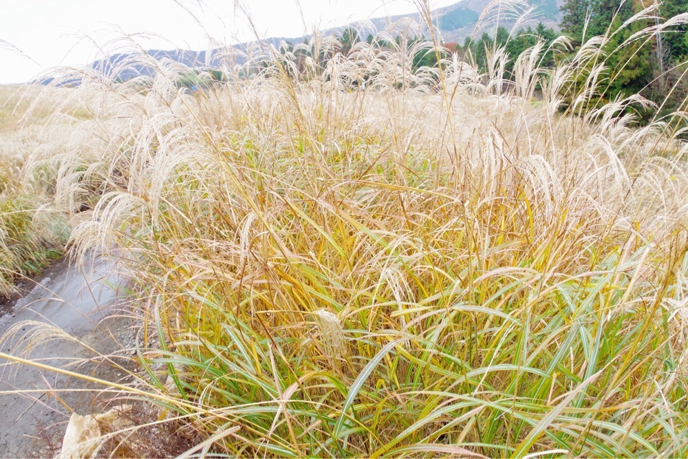ビンカさんが投稿した仙石原茶屋に関する口コミの画像