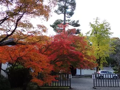廬山寺の桔梗