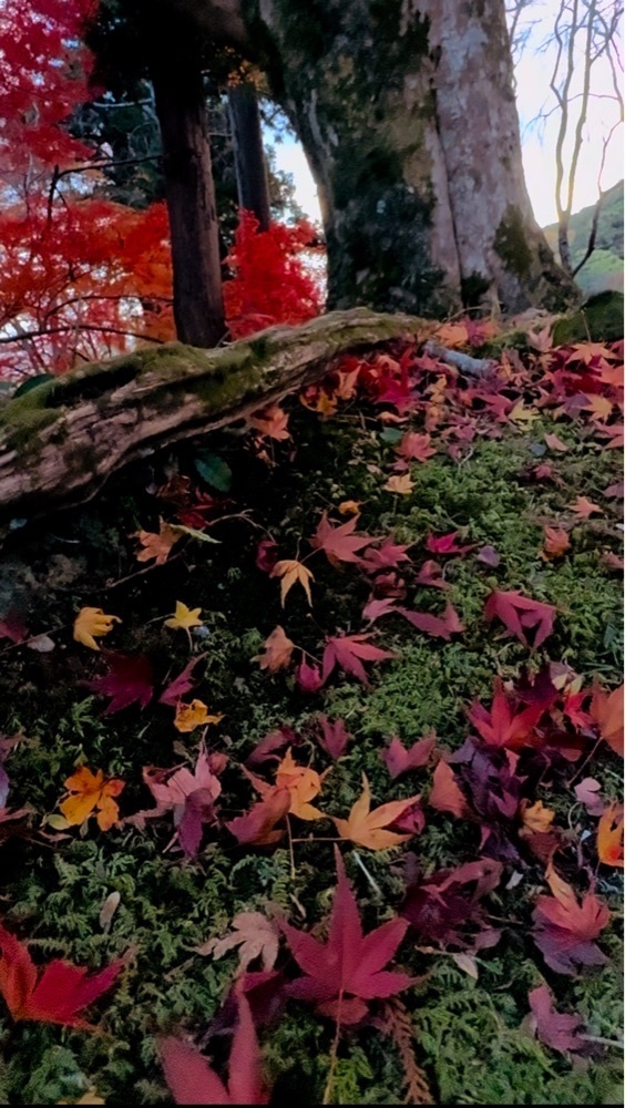 ぺたこ♡さんが投稿した再會 （サイカイ）に関する口コミの画像