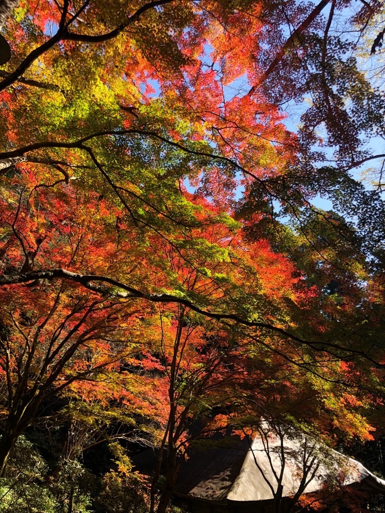 nicanさんが投稿した室生寺の紅葉に関する口コミの画像