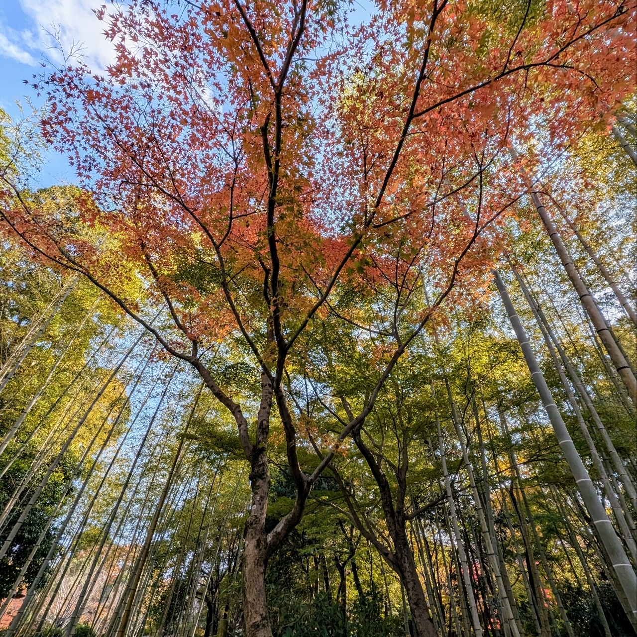 ぬっくさんが投稿したびわこ文化公園（文化ゾーン）に関する口コミの画像