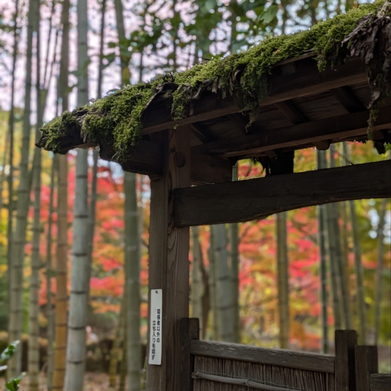 ぬっくさんが投稿したびわこ文化公園（文化ゾーン）に関する口コミの画像