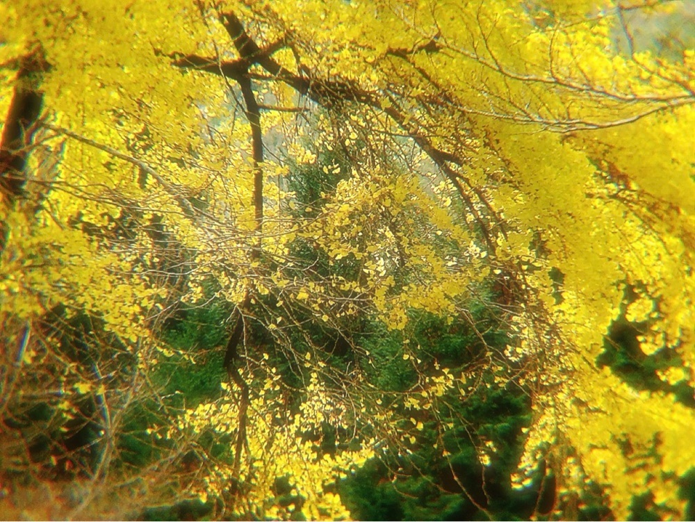 兎きちさんが投稿した去川のイチョウに関する口コミの画像