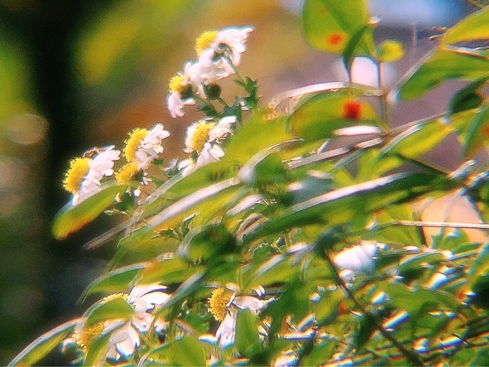 兎きちさんが投稿した去川のイチョウに関する口コミの画像
