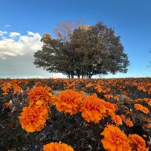 マリーゴールドの丘公園