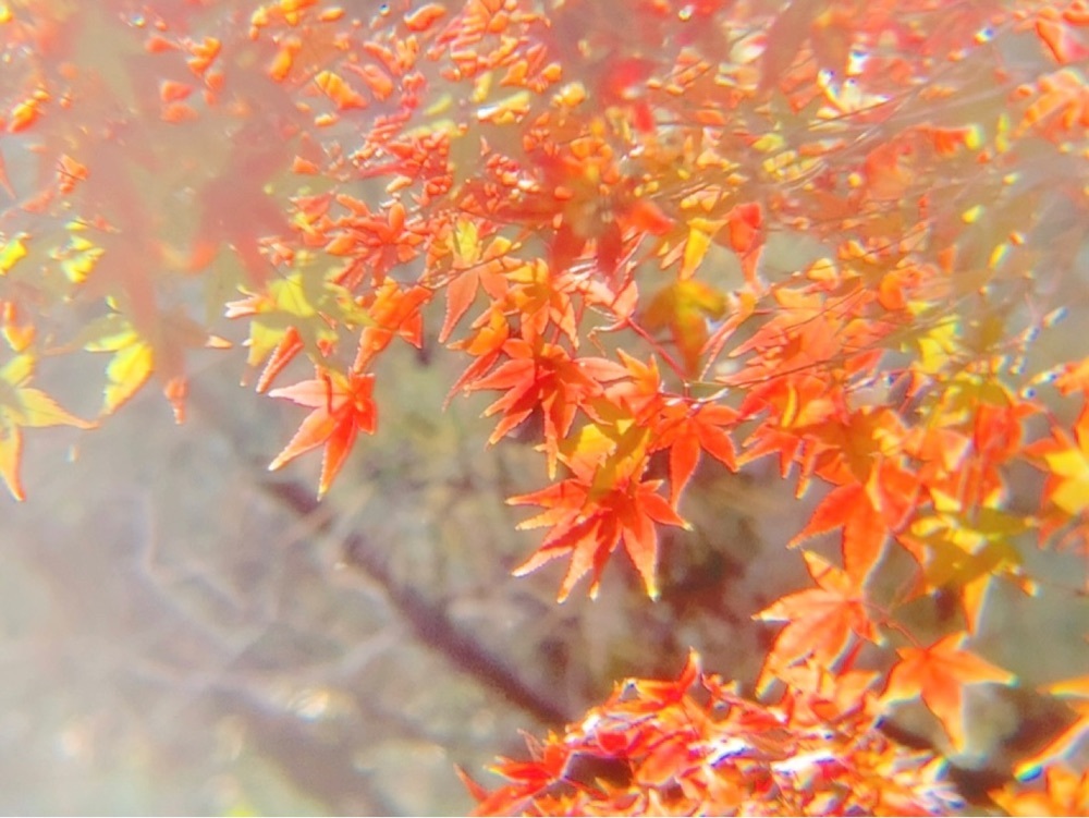 兎きちさんが投稿した薩摩蒸気屋 宮崎神宮東店に関する口コミの画像