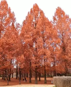 長岡公園