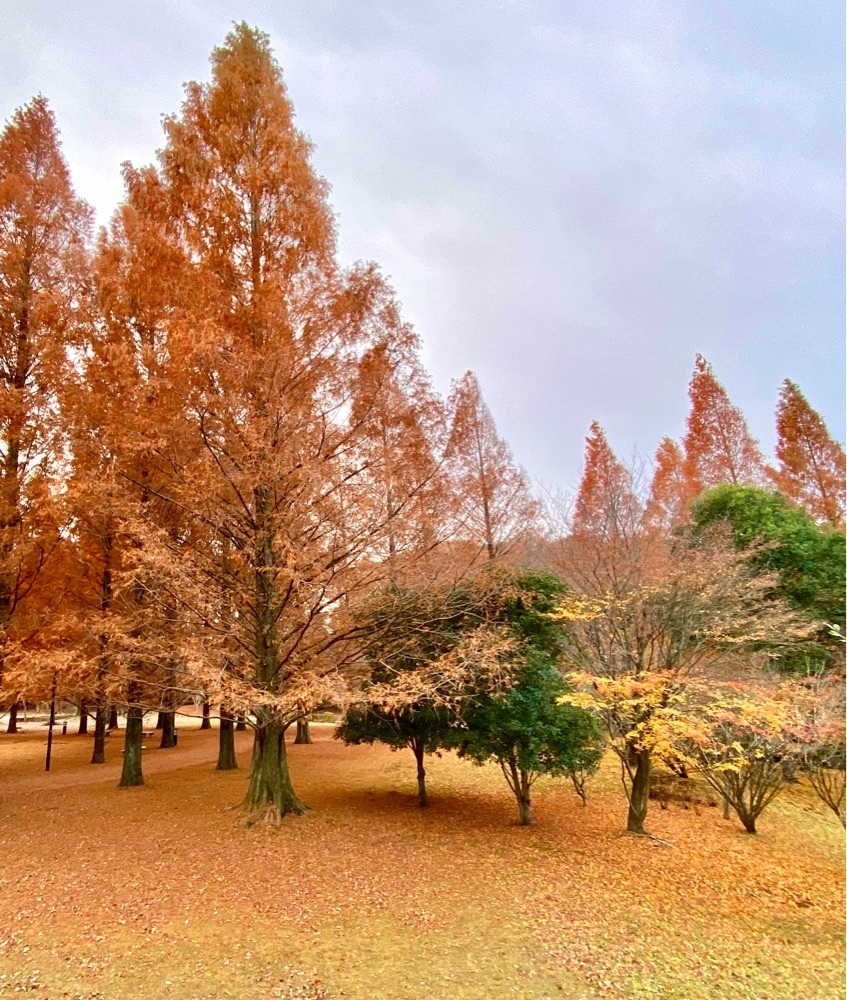 calm_gift_1030さんが投稿した長岡公園に関する口コミの画像