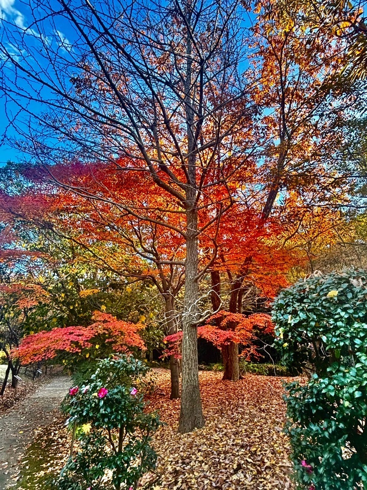 KEN.Oさんが投稿した香澄公園に関する口コミの画像