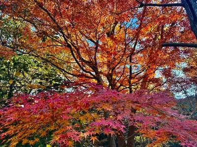 香澄公園 1枚目