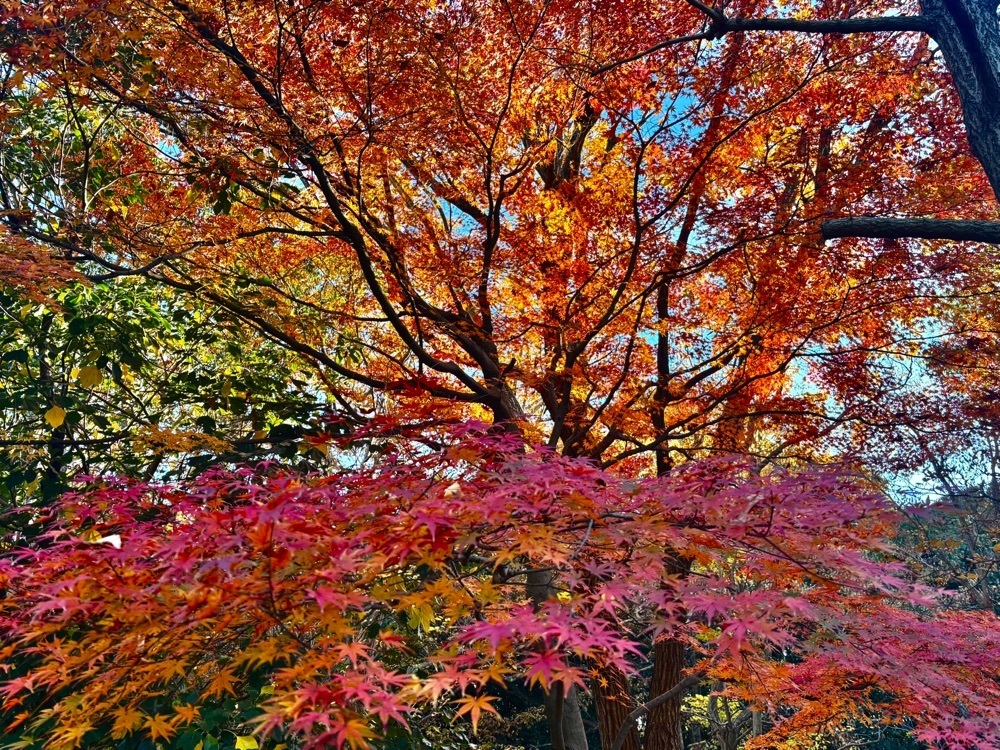 KEN.Oさんが投稿した香澄公園に関する口コミの画像