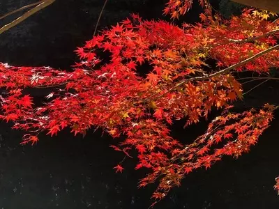 嵐山渓谷