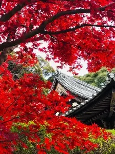 長岳寺（ちょうがくじ）