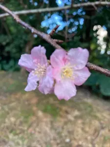 LAWSON 名桜大学前（ローソン）