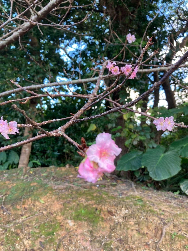 ゴンさんが投稿したLAWSON 名桜大学前（ローソン）に関する口コミの画像
