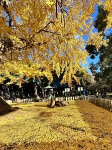 鑁阿寺の大いちょう